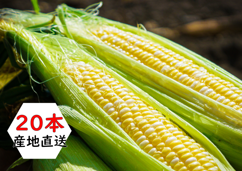 【直送】【送料込】北海道産　とうもろこし（20本）